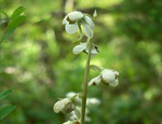   (Pyrola rotundifolia)