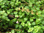   (Linnaea borealis)