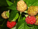   (Rubus idaeus)
