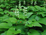   (Maianthemum bifolium)