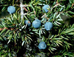   (Juniperus communis)