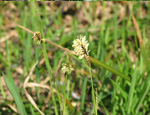   (Carex pilosa)
