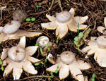 Земляная звездочка (виды рода Geastrum) Земляная звездочка (виды рода Geastrum)