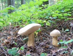 Желчный гриб (Tylopilus felleus) Желчный гриб (Tylopilus felleus)