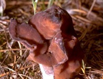 Перечный (Suillus piperatus) Перечный (Suillus piperatus)