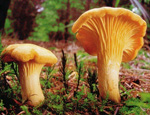 Лисичка серая (Craterellus cornucopioides) Лисичка серая (Craterellus cornucopioides)