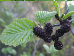����� ����� (Alnus incana)