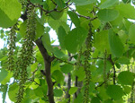 ����� (Populus tremula)