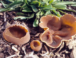 Пецица (Peziza) Пецица (Peziza)