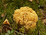 Рогатик (Clavaria) Рогатик (Clavaria)