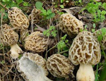 Cморчок обыкновенный (Morchella esculenta) Cморчок обыкновенный (Morchella esculenta)