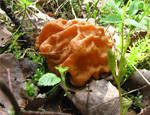 Строчок обыкновенный (Gyromitra esculenta) Строчок обыкновенный (Gyromitra esculenta)