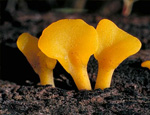 Спатулярия (Spathularia) Спатулярия (Spathularia)
