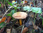 Перечный (Suillus piperatus) Перечный (Suillus piperatus)