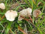 Чесночный гриб (Marasmius scorodonius) Чесночный гриб (Marasmius scorodonius)