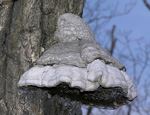 Трутовик серный (Laetiporus sulphureus) Трутовик серный (Laetiporus sulphureus)