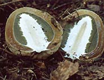 Веселка обыкновенная (Phallus impudicus) Веселка обыкновенная (Phallus impudicus)